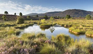 Small pool on bog moorland, Tulloch Moor, Cairngorms National Park, Scotland, UK, August