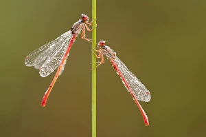 Small red damselflies {Ceriagrion tenellum} covered in morning dew, Arne (RSPB) Nature Reserve