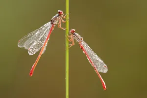 Images Dated 22nd August 2011: Small red damselflies {Ceriagrion tenellum} covered in morning dew, Arne (RSPB) Nature Reserve