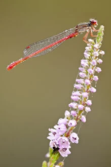 Small red damselfly (Ceriagrion tenellum) covered in dew, Arne RSPB reserve, Dorset