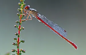 Droplets Prints: Small red damselfly (Ceriagrion tenellum) in morning dew, Belgium