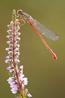 Small red damselfly {Ceriagrion tenellum} resting on willow herb flower spike, covered