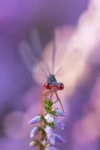 Zygoptera Prints: Small red damselfly (Ceriagrion tenellum) resting on Heather flower. The Netherlands