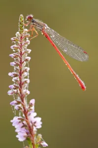 Droplets Prints: Small red damselfly {Ceriagrion tenellum} resting on willow herb flower spike, covered
