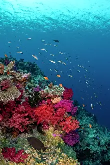 Small reef fish swimming over colorful soft and hard corals at the beginning of the White Wall dive site, Rainbow Reef, Fiji, Somosomo Strait, South Pacific Ocean