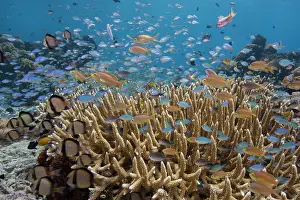 Serranidae Prints: Small resident reef fish feeding in the currents flowing above a colony of Staghorn coral (Acropora sp)