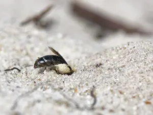 Heathland Prints: Small sandpit mining bee (Andrena argentata)