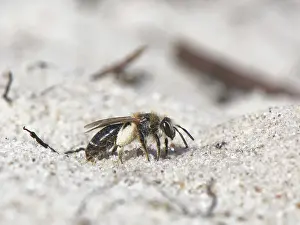 Heathland Prints: Small sandpit mining bee (Andrena argentata)