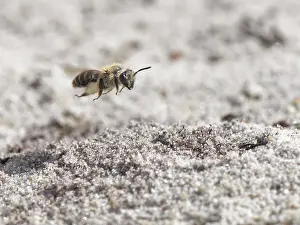 Heathland Prints: Small sandpit mining bee (Andrena argentata)
