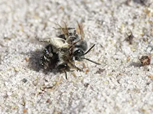 Heathland Prints: Two Small sandpit mining bees (Andrena argentata)