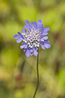 Dipsacaceae Prints: Small Scabious (Scabiosa columbaria) Hutchinsons Bank, New Addington, Croydon