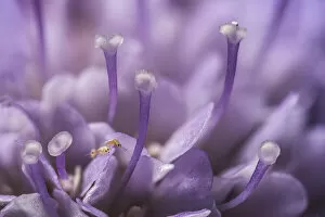 Small scabious (Scabiosa columbaria) with three tiny (1mm) Thrips (Order Thysanoptera