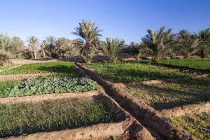 Small-scale cultivation, Ramlia Oasis, Sahara desert, Southern Morocco, Africa Small-scale cultivation, Ramlia Oasis, Sahara desert, Southern Morocco, Africa