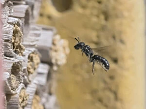 2019 April Highlights Gallery: Small scissor bee (Chelostoma campanularum) In flight approaching garden bee hotel