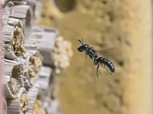 Small scissor bee (Chelostoma campanularum) In flight approaching garden bee hotel