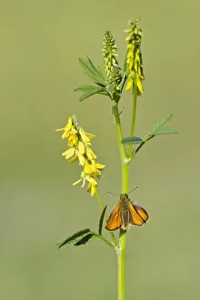 Small skipper butterfly (Thymelicus sylvestris) resting on Ribbed meliot (Meliotus officinalis)