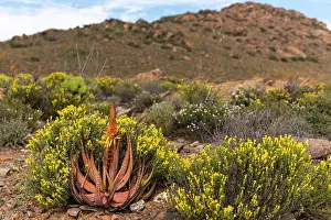 Liliaceae Prints: Small spotted aloe (Aloe microstigma) among flowering desert plants