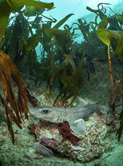 Laminaria Hyperboria Prints: Small-spotted catshark (Scyliorhinus canicula)