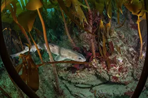 Laminaria Hyperboria Prints: Small-spotted catshark (Scyliorhinus canicula) swimming through a Kelp forest (Laminaria Hyperborea)