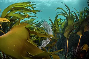 Laminaria Hyperboria Prints: Small-spotted catshark (Scyliorhinus canicula) swimming through a Kelp forest (Laminaria Hyperborea)