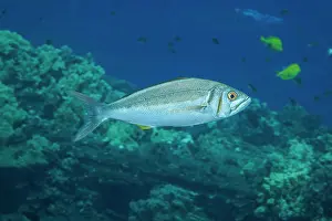 Hawaii Islands Prints: Small toothed jobfish (Aphareus furca) swimming over reef surrounded by schools of reef fish