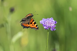 2019 July Highlights Prints: Small Tortoise-shell butterfly (Aglais urtica) in flight, , with flower, Bavaria, Germany