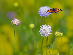 Dipsacaceae Prints: Small tortoiseshell (Aglais urticae) butterfly flying amongst Scabious (Knautia arvensis