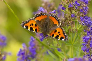 Butterflies Prints: Small tortoiseshell (Aglaise urtica) feeding on buddleia flowers