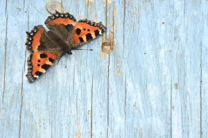 Butterfly Gallery: Small tortoiseshell butterfly (Aglais urticae) resting on old painted door. Dorset