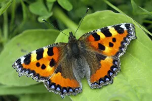Images Dated 21st June 2011: Small tortoiseshell butterfly (Aglais urticae) resting on Bramble leaf, London, UK, July