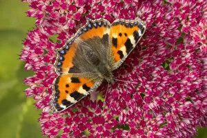 Images Dated 19th September 2015: Small tortoiseshell butterfly (Aglais urticae) feeding on Ice plant (Sedum sp.)