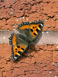 Images Dated 2nd September 2014: Small tortoiseshell butterfly (Aglais urticae) Wiltshire, UK September