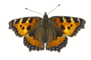 Small tortoiseshell butterfly (Aglais urticae), Lorsch, Hessen, Germany. June. Meetyourneighbours