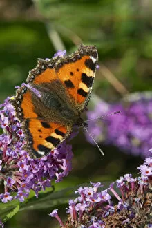 Images Dated 27th August 2013: Small tortoiseshell butterfly (Aglais urticae) on buddleia, Sark, British Channel Islands, August