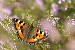 Aglais Gallery: Small tortoiseshell butterfly (Aglais urticae) resting on heather, Westhay, Somerset Levels