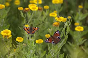Images Dated 22nd August 2013: Small tortoiseshell butterfly (Aglais urticae) and Peacock butterfly (Inachis io)