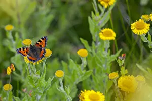 Images Dated 22nd August 2013: Small Tortoiseshell Butterfly (Aglais urticae) feeding on Common fleabane (Pulicaria