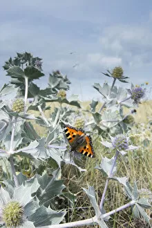 Images Dated 23rd August 2013: Small Tortoiseshell Butterfly (Aglais urticae) feeding on Sea Holly flowers (Eryngium