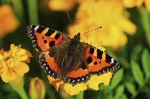 Images Dated 4th September 2011: Small tortoiseshell butterfly (Aglais urticae) on French marigold (Tagetes patula) flowers