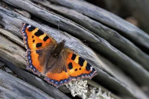 Fourfooted Butterfly Prints: Small tortoiseshell butterfly (Aglais urticae) basking on Cornish slate wall