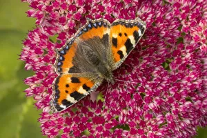 Small tortoiseshell butterfly (Aglais urticae) feeding on Ice plant (Sedum sp. )