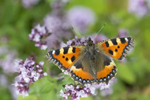 Small tortoiseshell butterfly (Aglais urticae) feeding on Marjoram (Origanum vulgare)