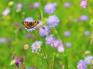 Papilionoidea Prints: Small Tortoiseshell Butterfly (Aglais urticae) feeding on scabious flowers in hay meadow