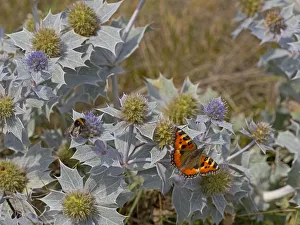 Small Tortoiseshell Butterfly (Aglais urticae) feeding on Sea holly (Eryngiums maritimum