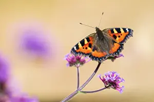 Papilionoidea Prints: Small tortoiseshell butterfly (Aglais urticae) nectaring on Verbena (Verbena sp)