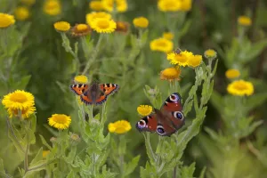 Small tortoiseshell butterfly (Aglais urticae) and Peacock butterfly (Inachis io)