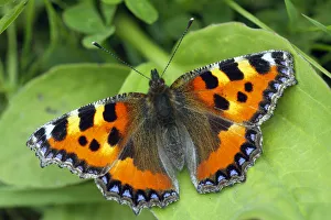 Small tortoiseshell butterfly (Aglais urticae) resting on Bramble leaf, London, UK, July