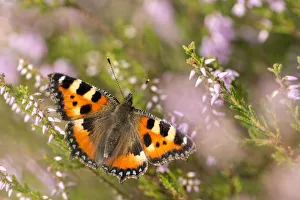 Heather Prints: Small tortoiseshell butterfly (Aglais urticae) resting on heather
