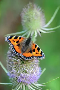 Lepidoptera Prints: Small tortoiseshell butterfly (Aglias urticae) on thistle. Dorset, UK, August