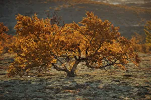 Images Dated 25th September 2008: Small tree in autumn, Forollhogna National Park, Norway, September 2008